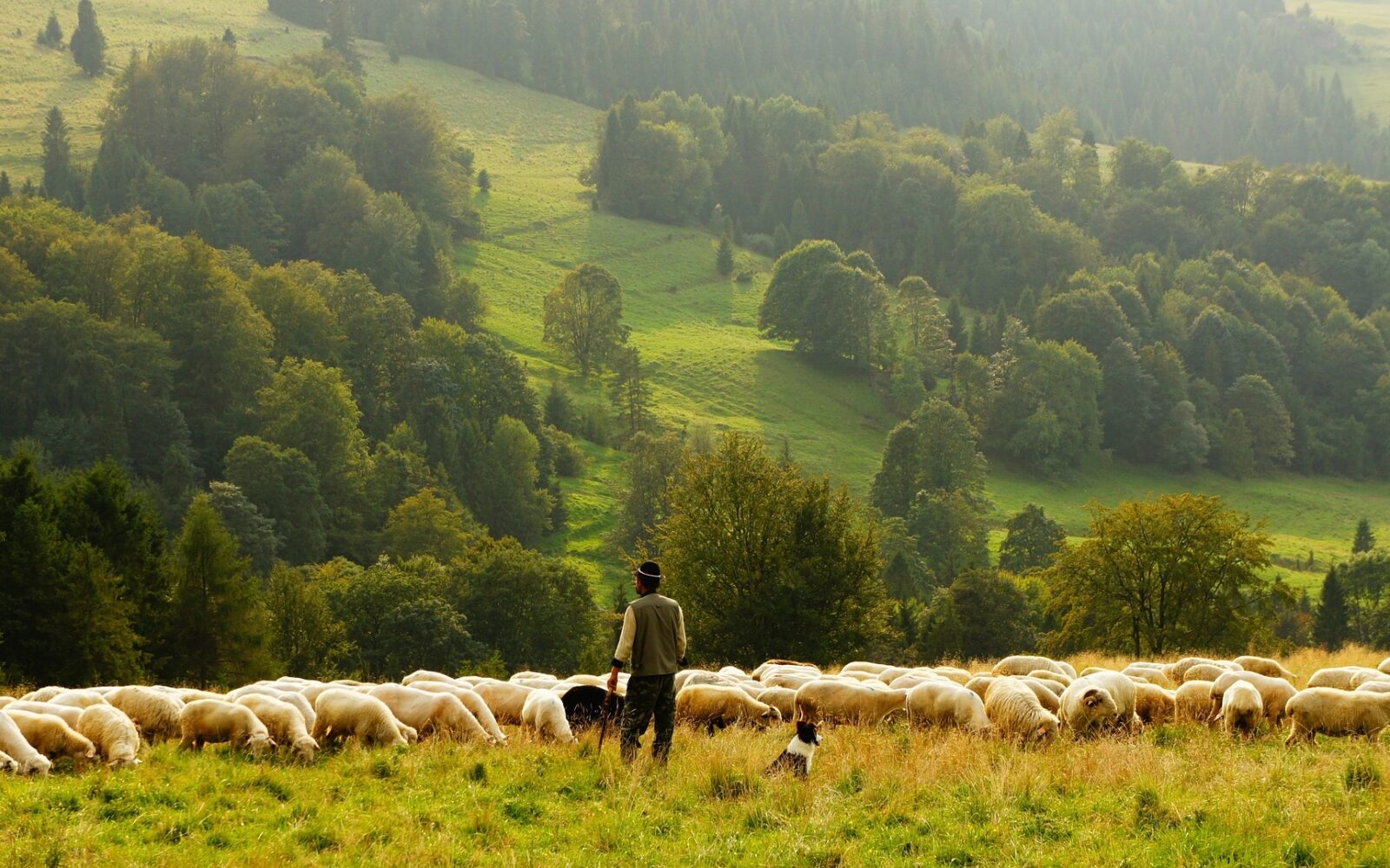 Un giorno da pastore