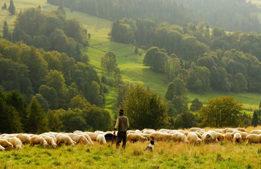 un giorno con il pastore