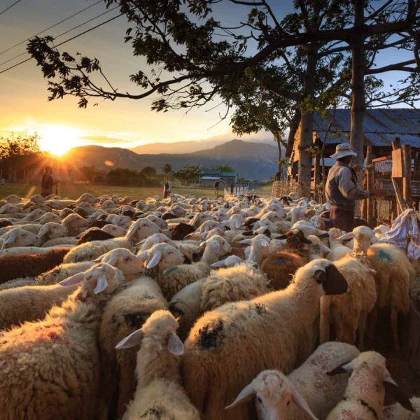 esperienza una giornata da pastore